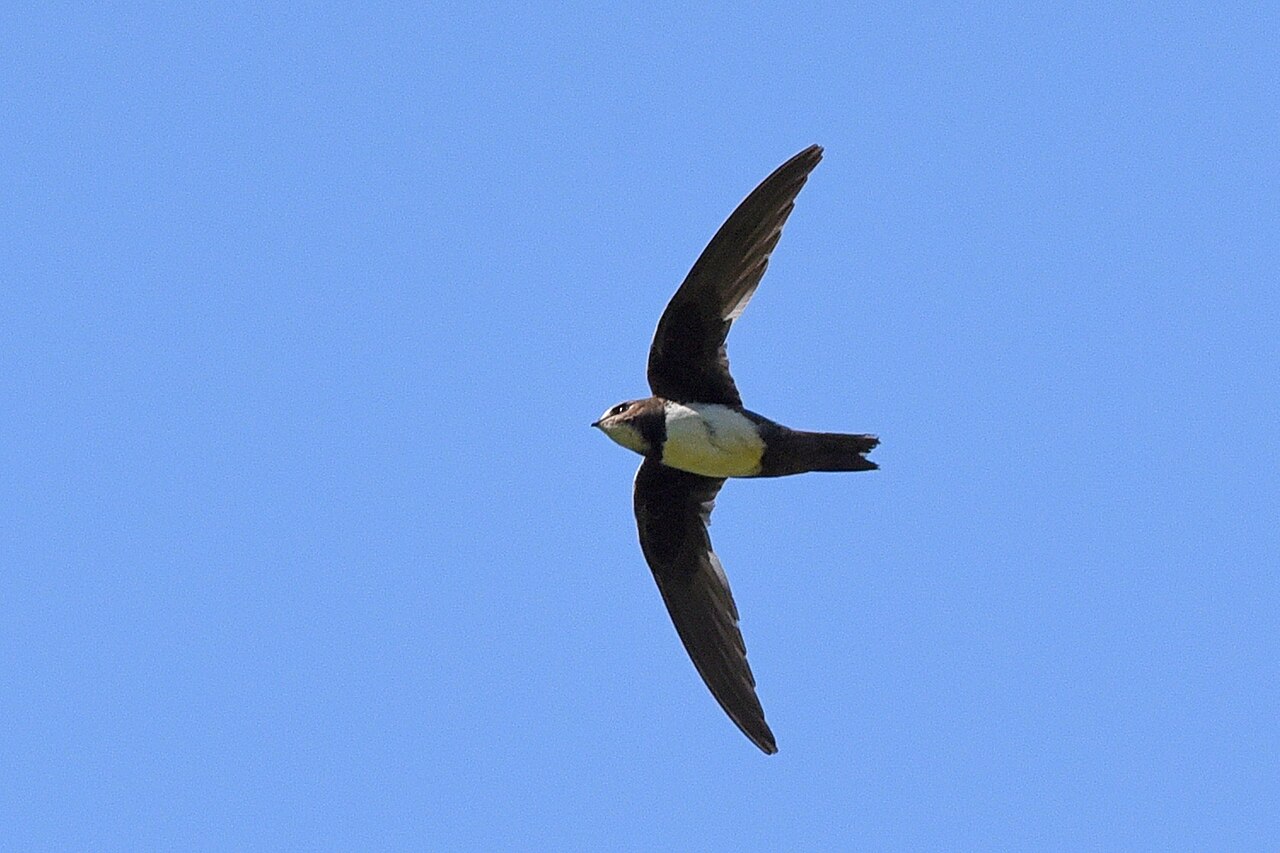 Alpengierzwaluw (Tachymarptis melba)
