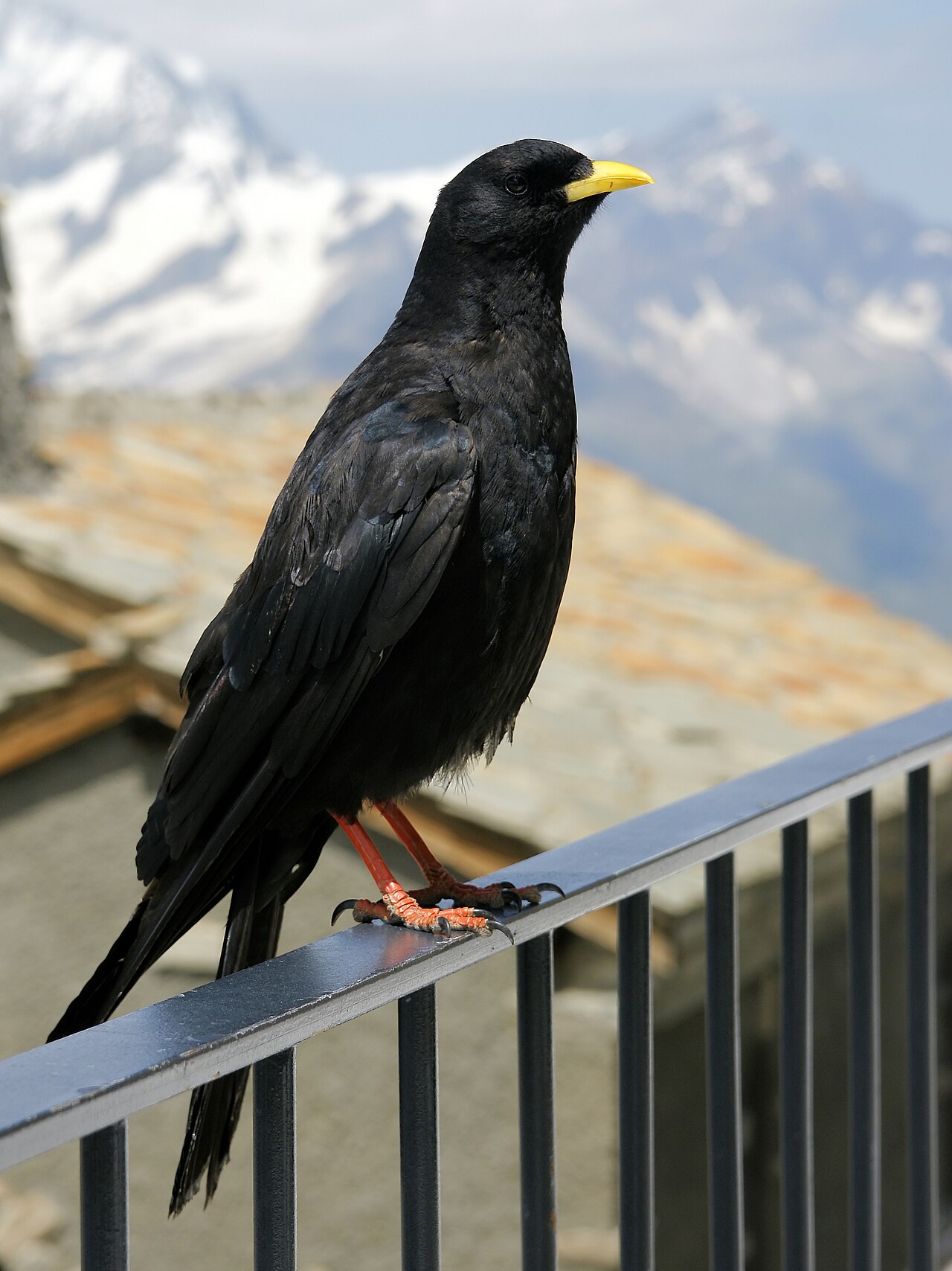 Alpenkauw (Pyrrhocorax graculus)