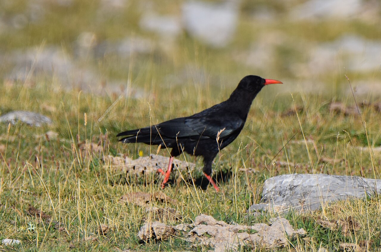 Alpenkraai (Pyrrhocorax pyrrhocorax)