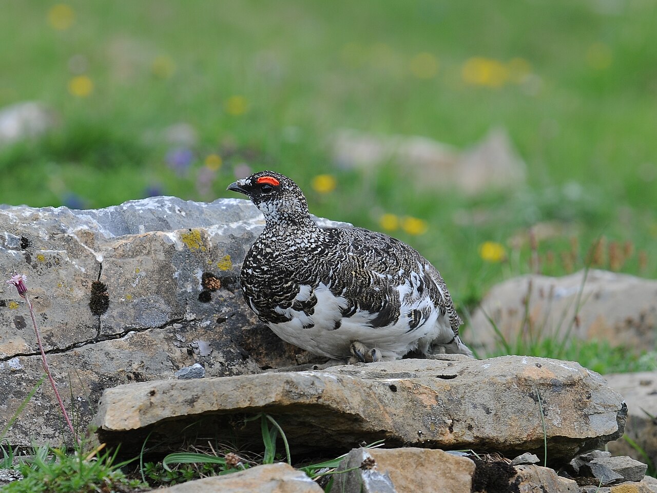 Alpensneeuwhoen (Lagopus muta)
