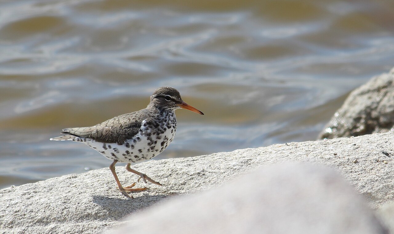 Amerikaanse oeverloper (Actitis macularius)
