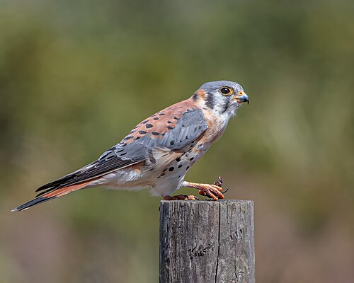 Buntfalke (Falco sparverius)