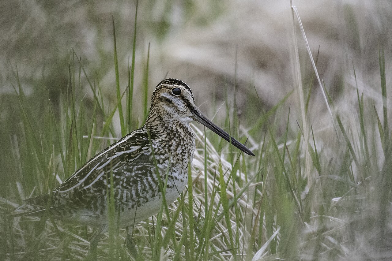 Amerikaanse watersnip (Gallinago delicata)