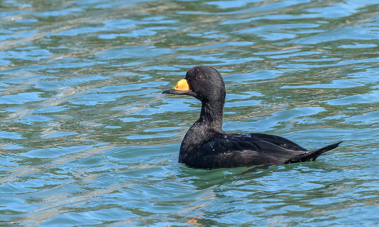 Amerikaanse zee-eend (Melanitta americana)