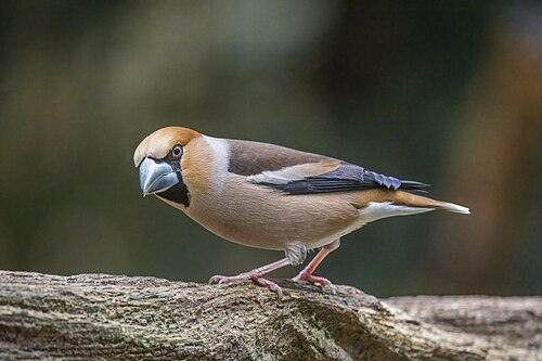 Kernbeißer (Coccothraustes coccothraustes)