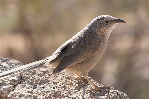 Graudrossling (Argya squamiceps)