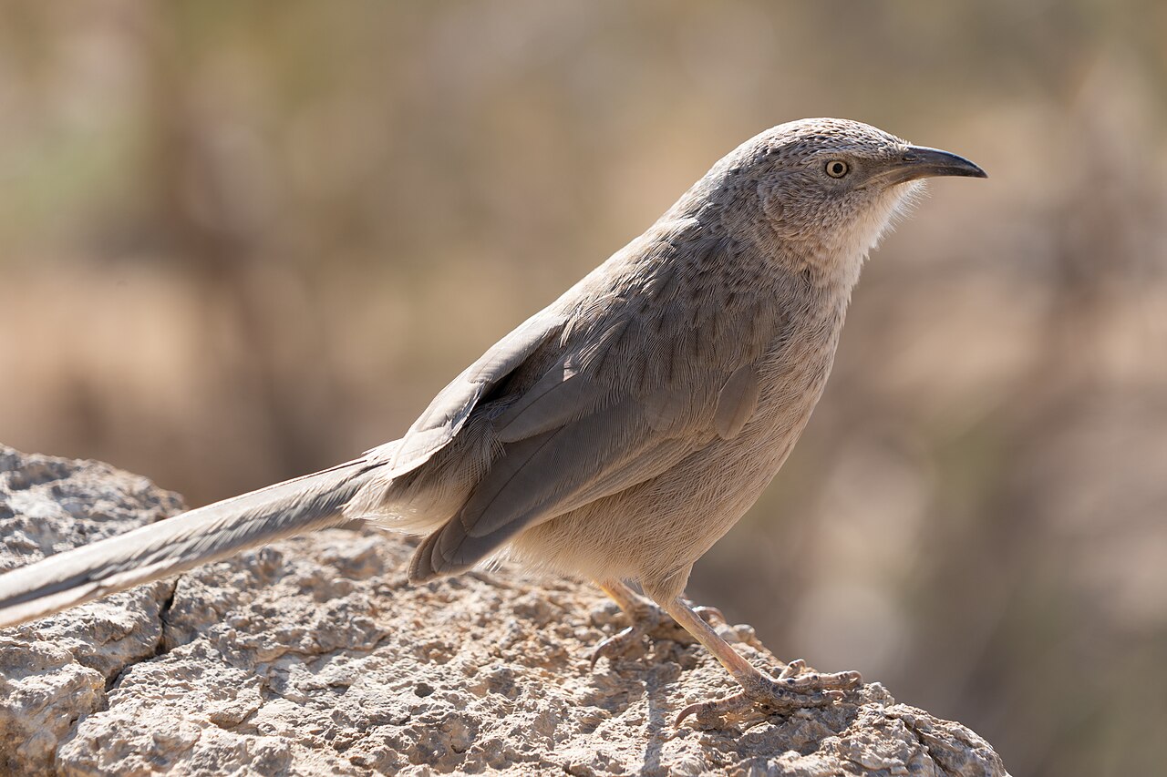 Arabische babbelaar (Argya squamiceps)