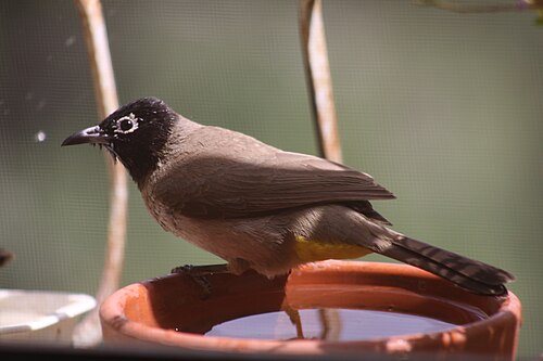 Gelbsteißbülbül (Pycnonotus xanthopygos)