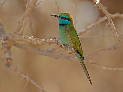 Arabiensmaragdspint (Merops cyanophrys)