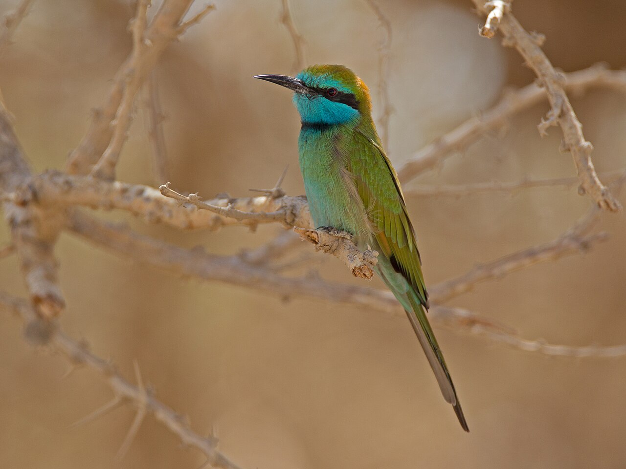 Arabische kleine groene bijeneter (Merops cyanophrys)