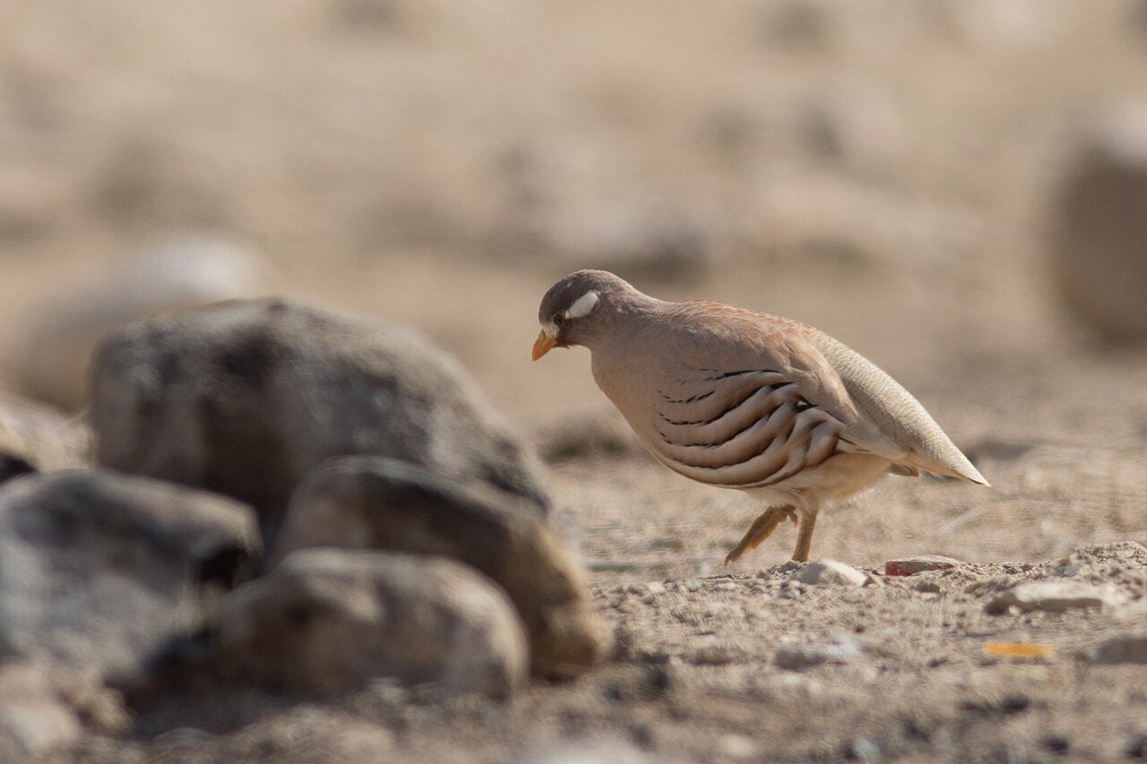 Arabische woestijnpatrijs (Ammoperdix heyi)