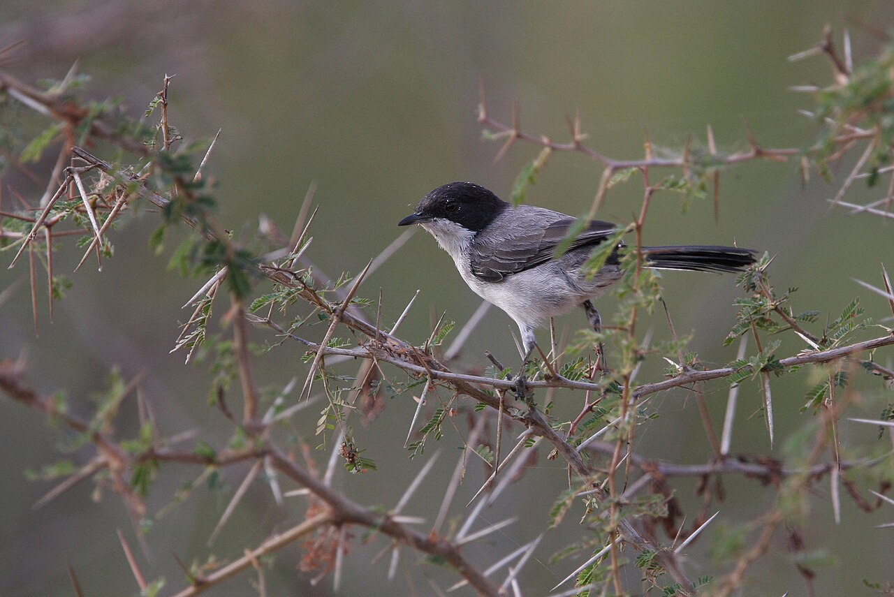 Arabische zwartkop (Curruca leucomelaena)
