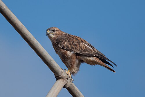 Adlerbussard (Buteo rufinus)