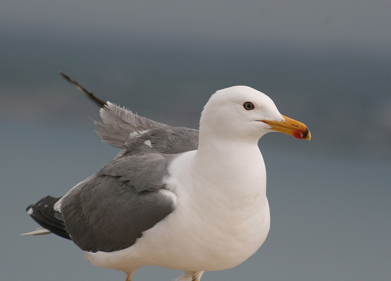 Armeense meeuw (Larus armenicus)