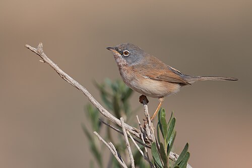 Atlasgrasmücke (Curruca deserticola)