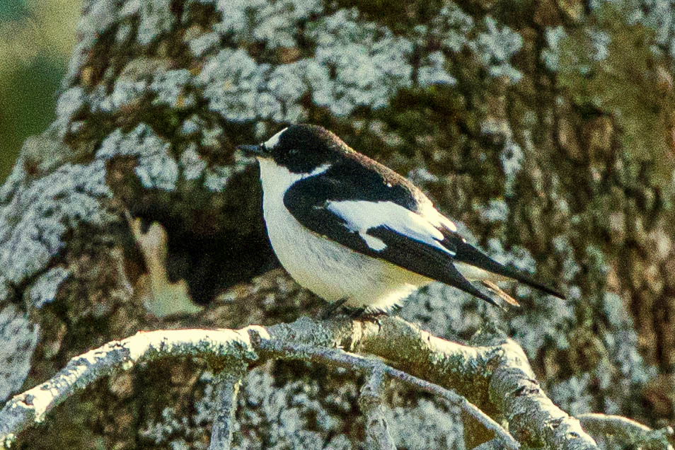 Atlasvliegenvanger (Ficedula speculigera)