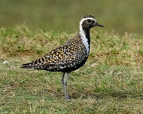 Sibirischer Goldregenpfeifer (Pluvialis fulva)