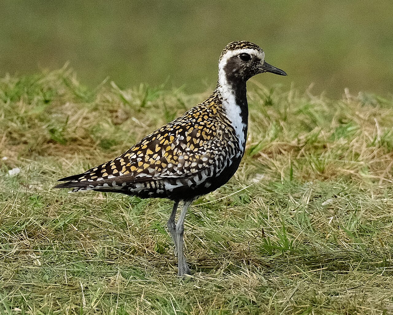 Aziatische goudplevier (Pluvialis fulva)