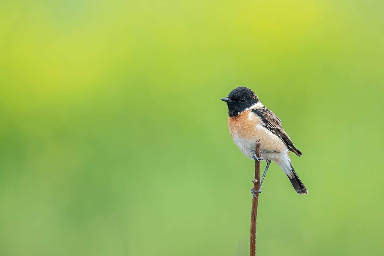 Aziatische roodborsttapuit (Saxicola maurus)