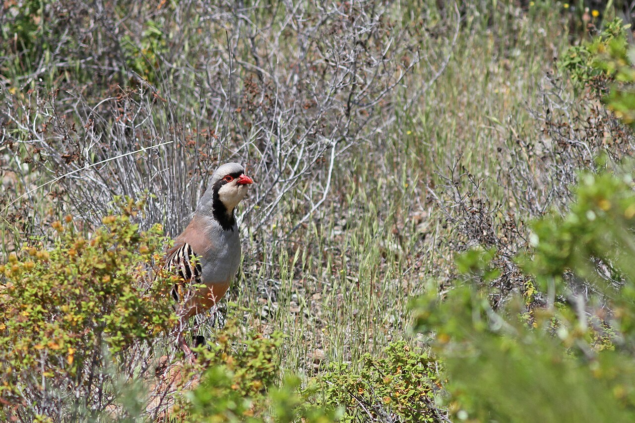 Aziatische steenpatrijs (Alectoris chukar)