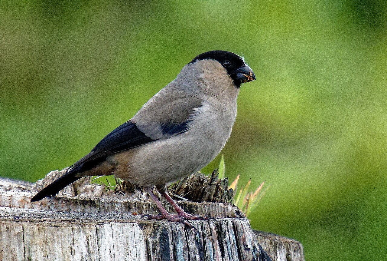 Azorengoudvink (Pyrrhula murina)