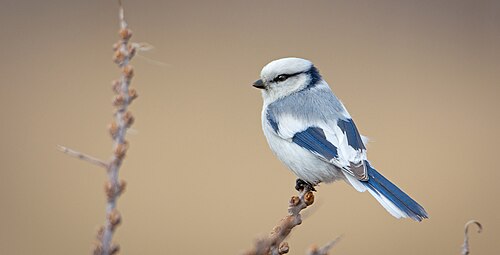 Lasurmeise (Cyanistes cyanus)