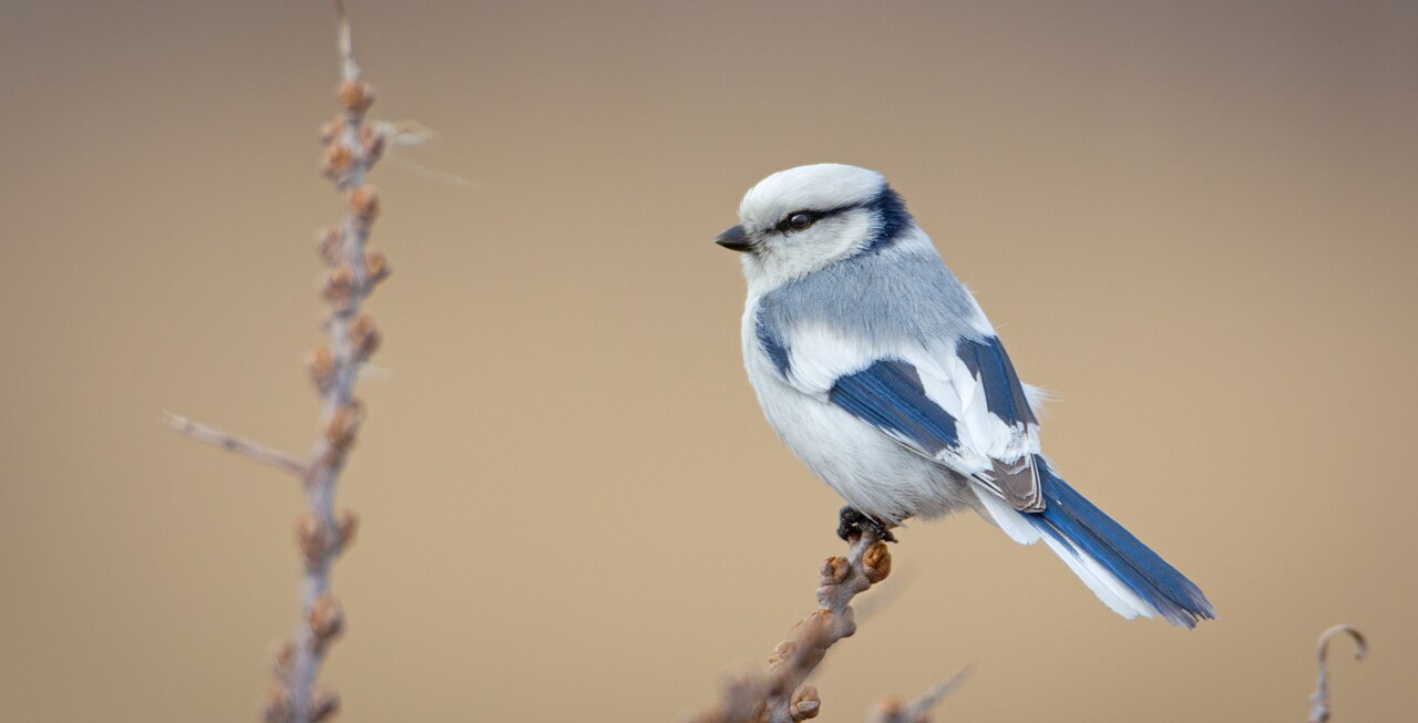 Azuurmees (Cyanistes cyanus)