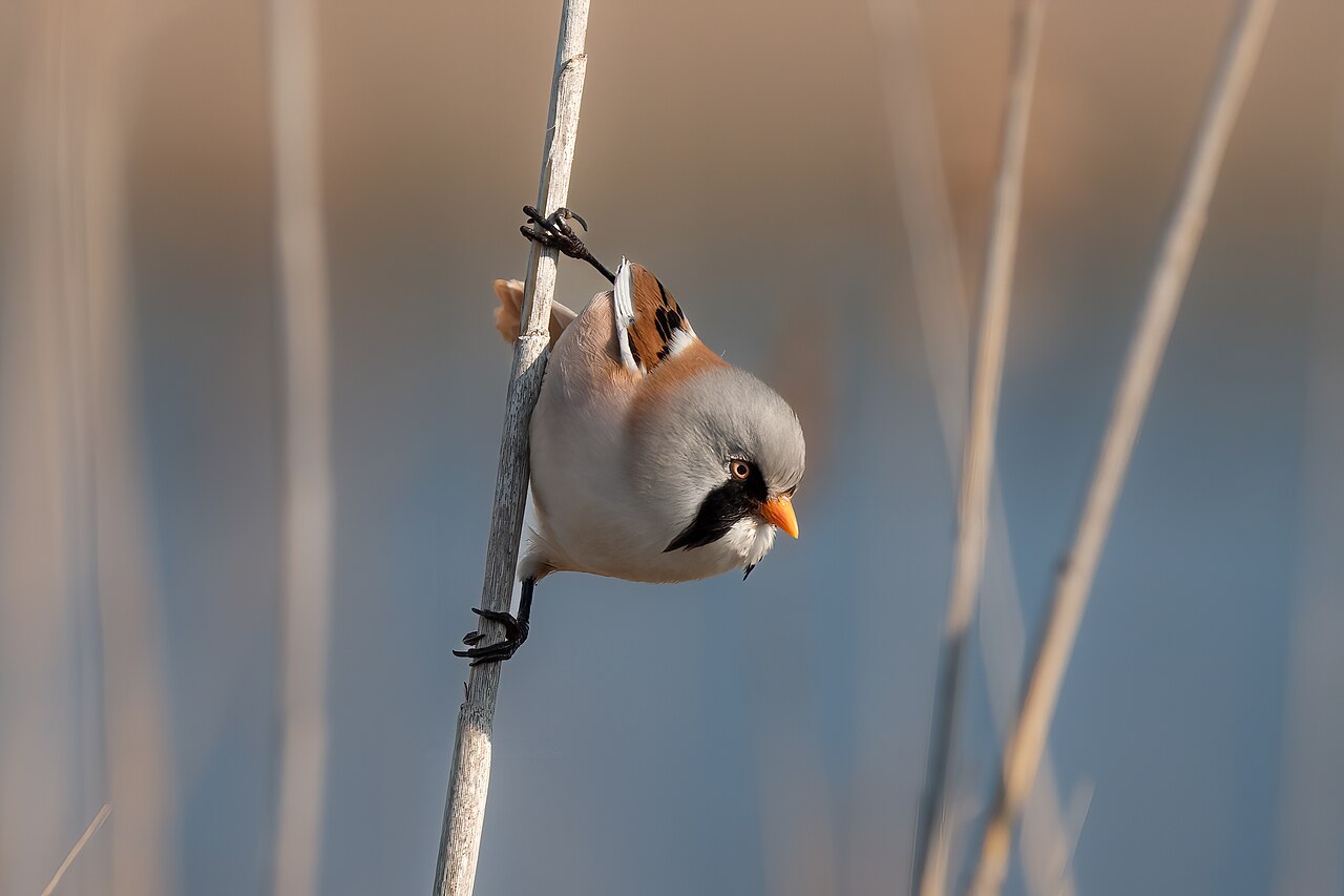 Baardmannetje (Panurus biarmicus)