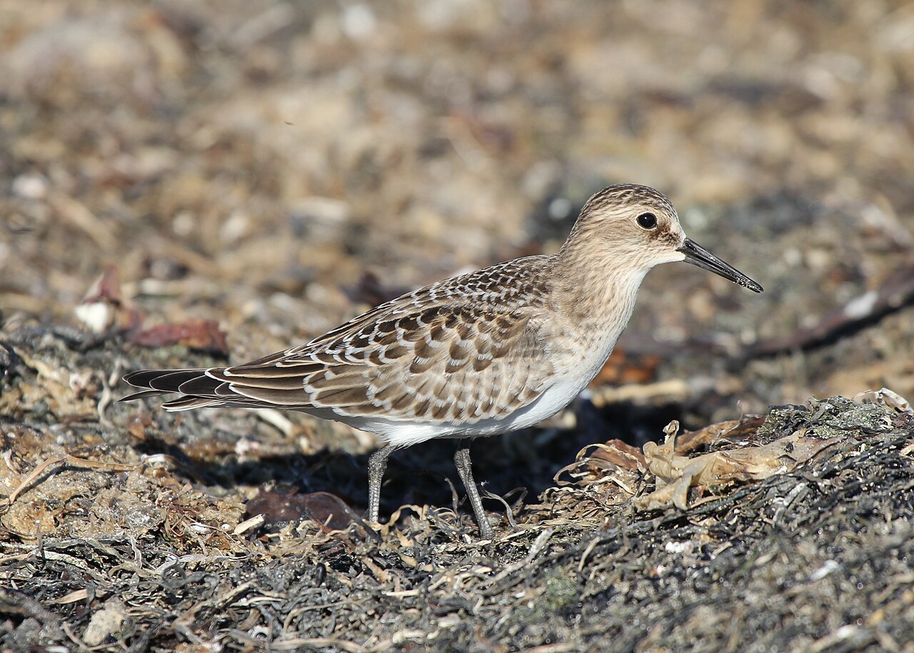 Bairds strandloper (Calidris bairdii)