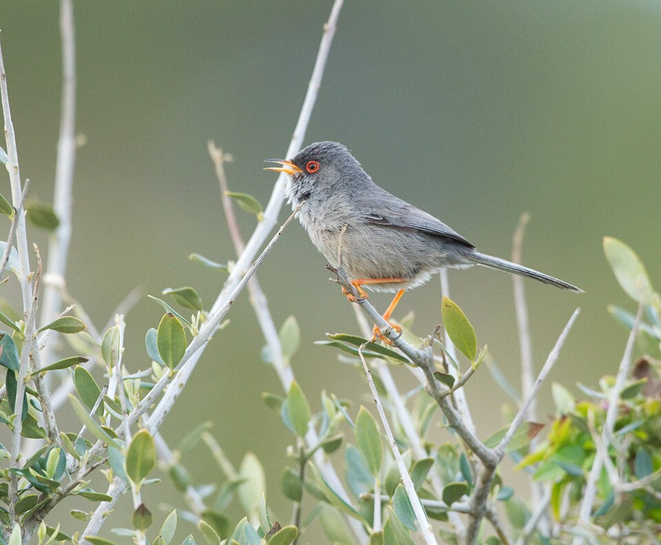 Balearengrasmus (Curruca balearica)