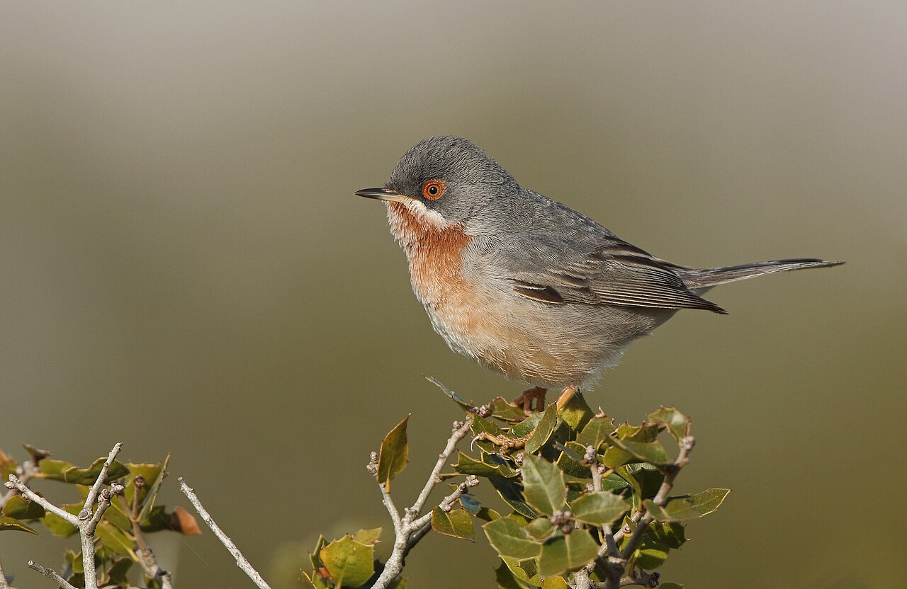 Balkanbaardgrasmus (Curruca cantillans)