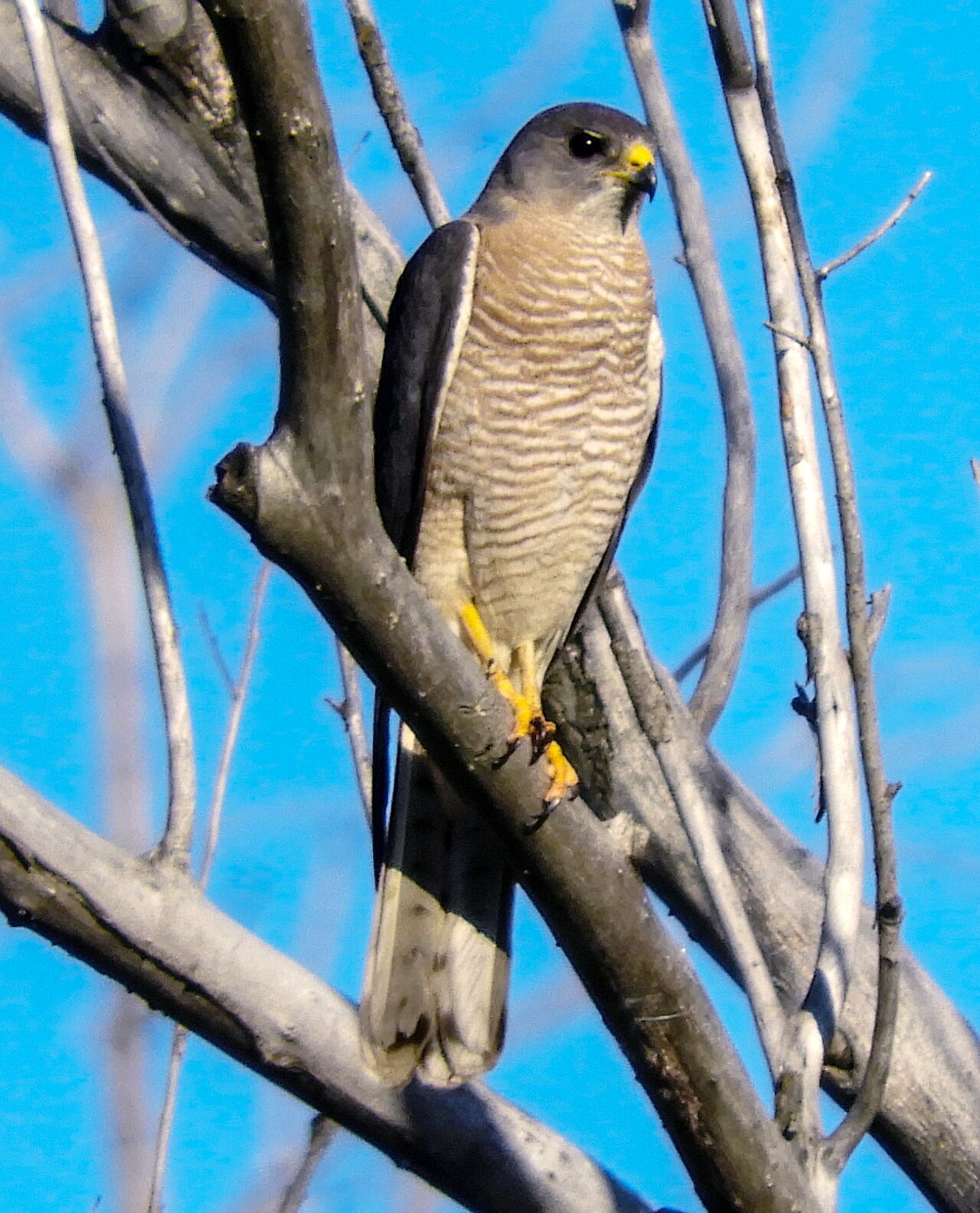 Balkansperwer (Tachyspiza brevipes)