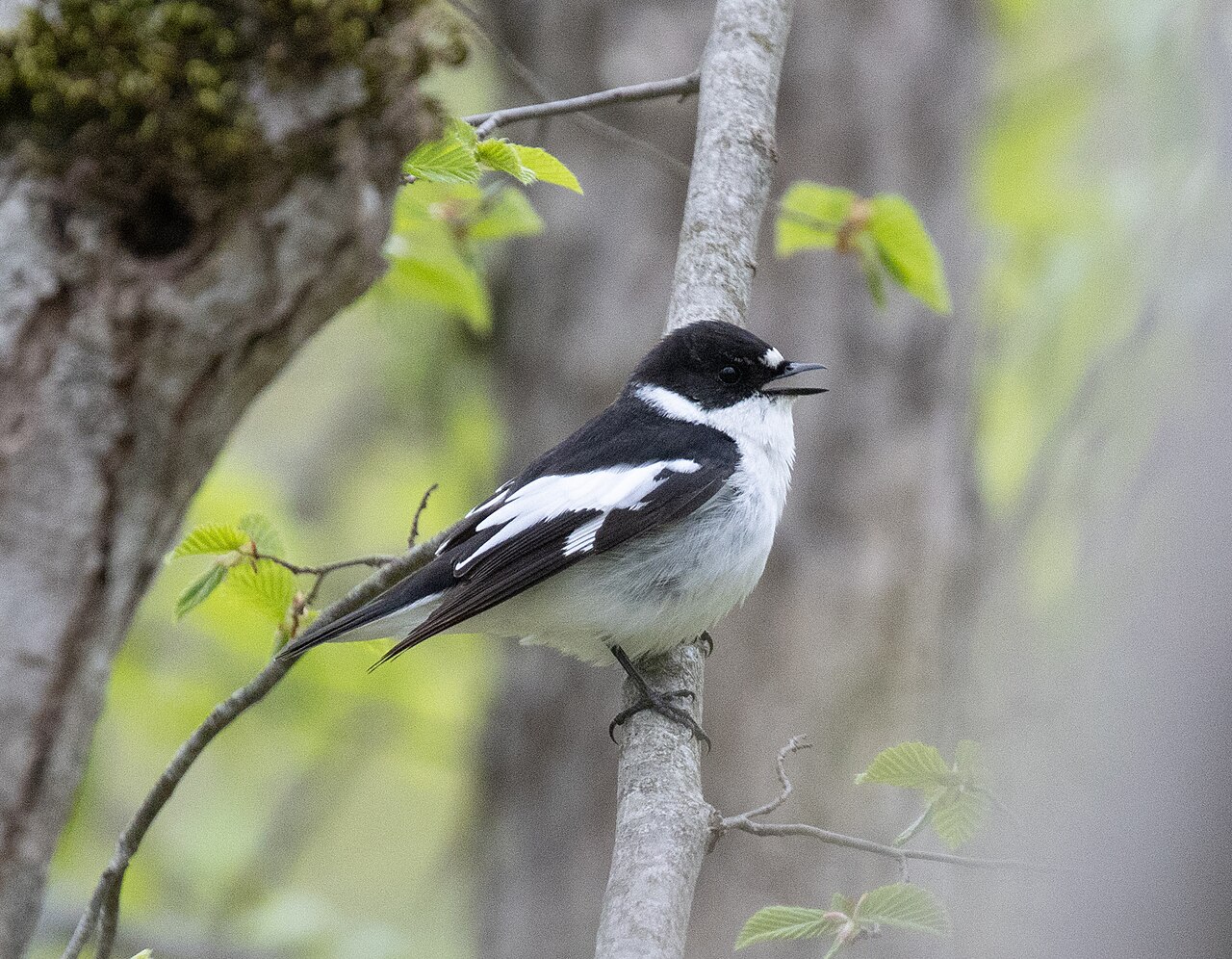 Balkanvliegenvanger (Ficedula semitorquata)