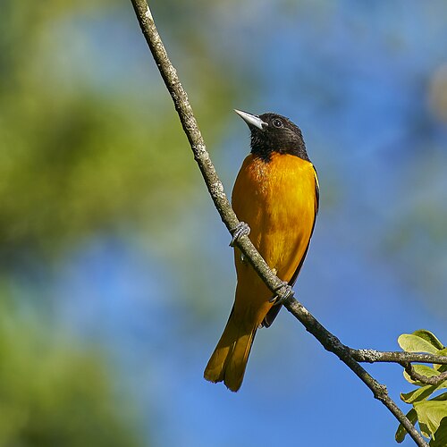 Baltimoretrupial (Icterus galbula)