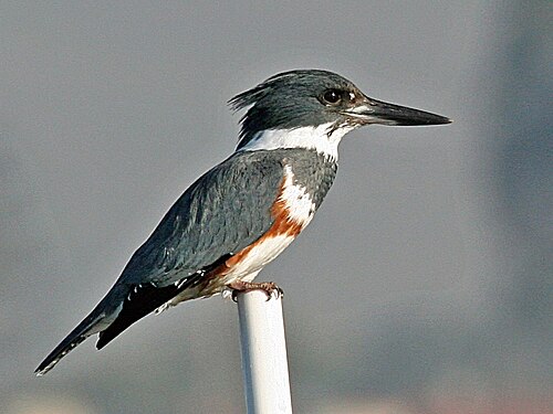 Gürtelfischer (Megaceryle alcyon)