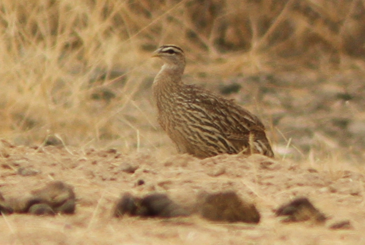 Barbarijse frankolijn (Pternistis bicalcaratus)