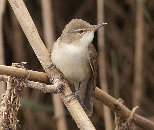 Basrarohrsänger (Acrocephalus griseldis)