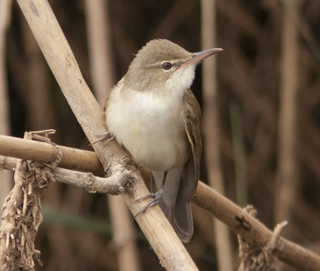 Basrakarekiet (Acrocephalus griseldis)
