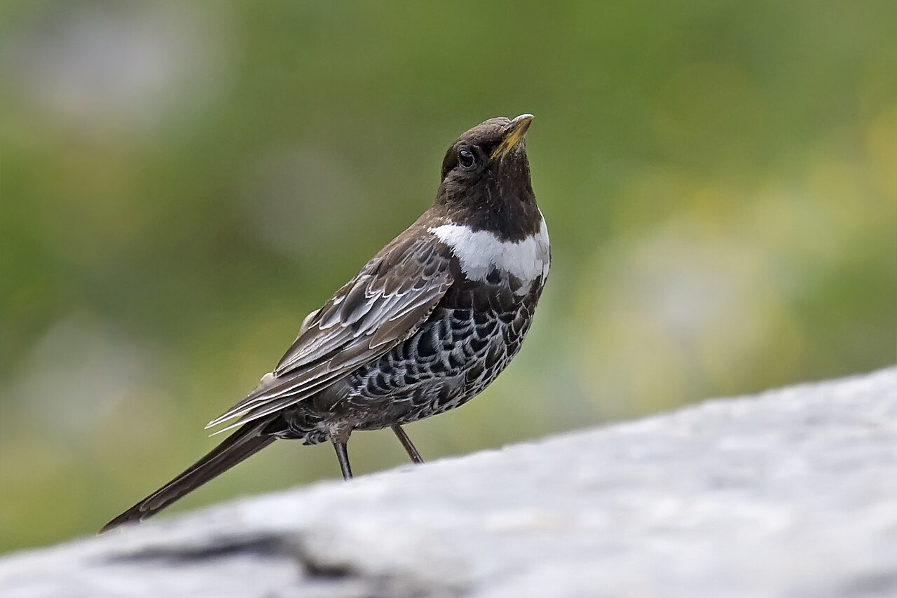 Beflijster, ondersoort alpestris, alpenbeflijster