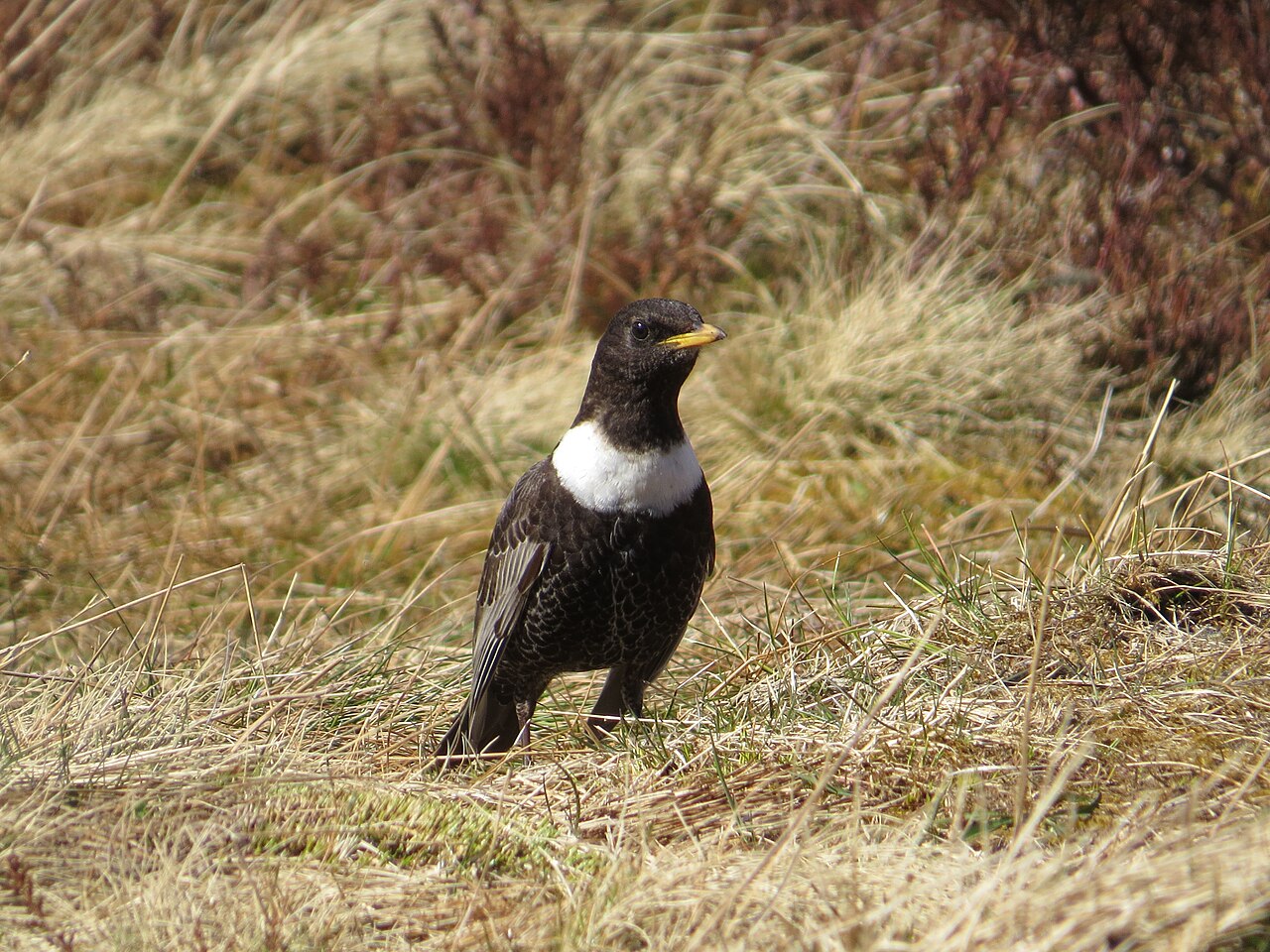 Beflijster, ondersoort torquatus, noordse beflijster