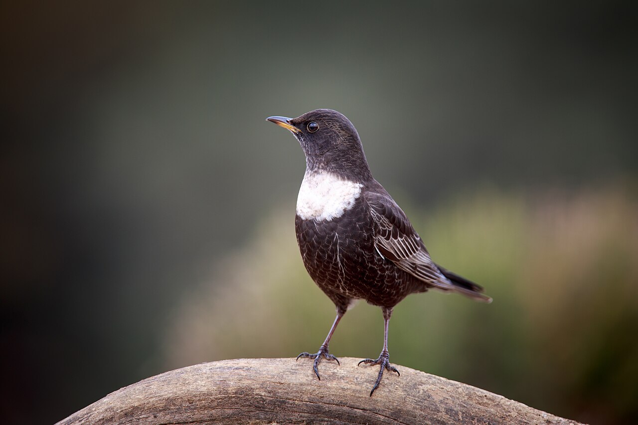 Beflijster (Turdus torquatus)