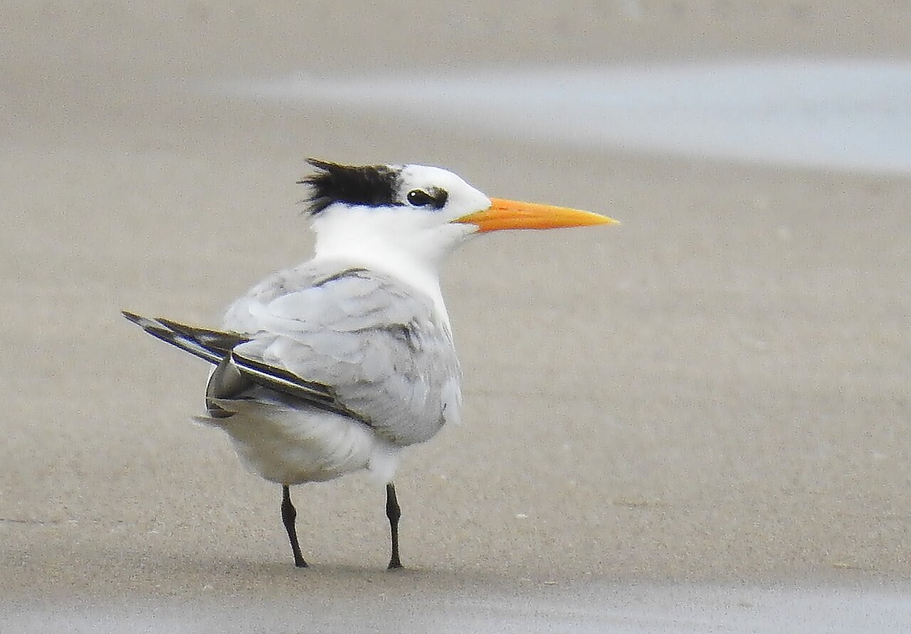 Bengaalse stern (Thalasseus bengalensis)