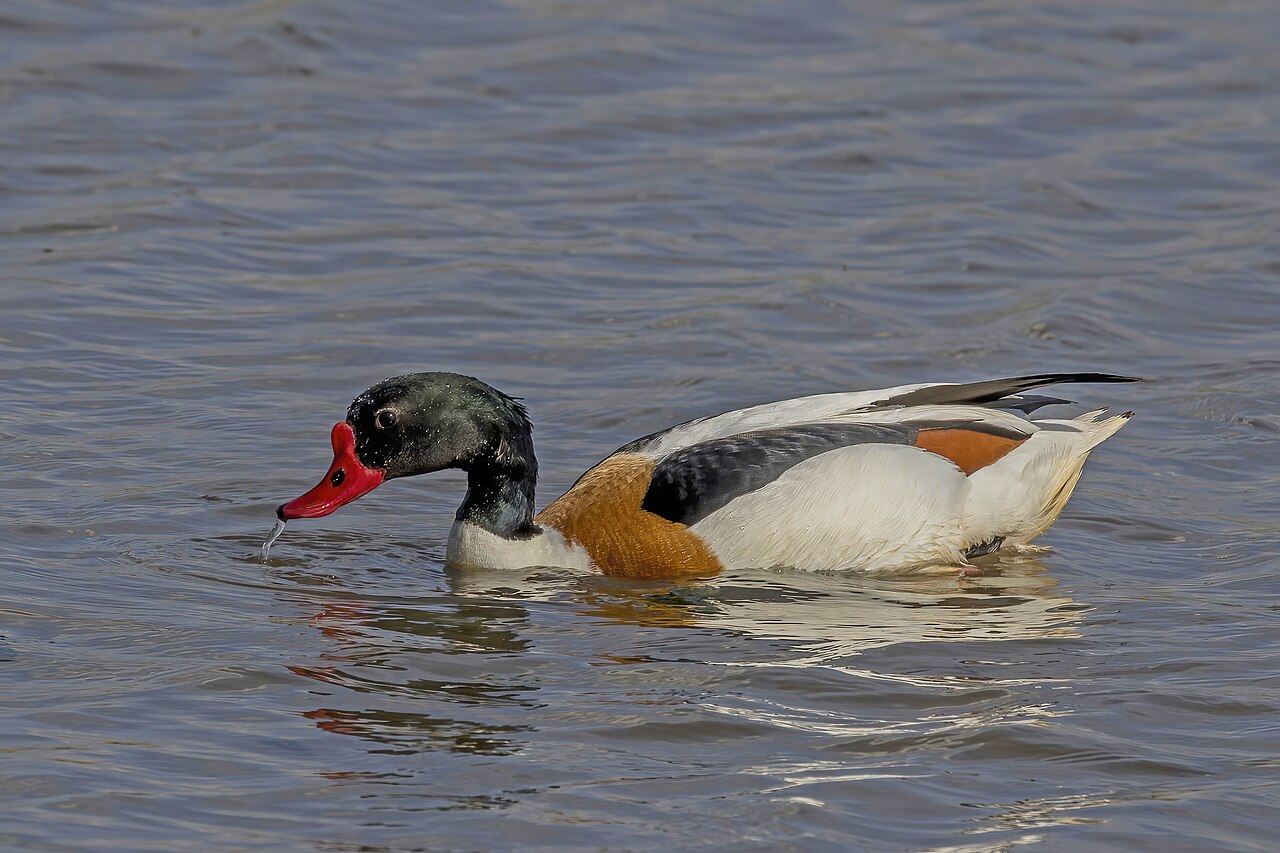 Bergeend (Tadorna tadorna)