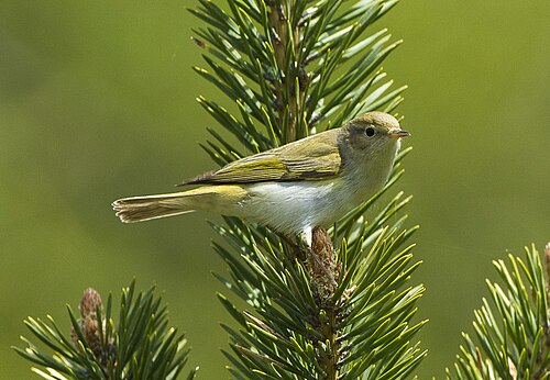 Berglaubsänger (Phylloscopus bonelli)