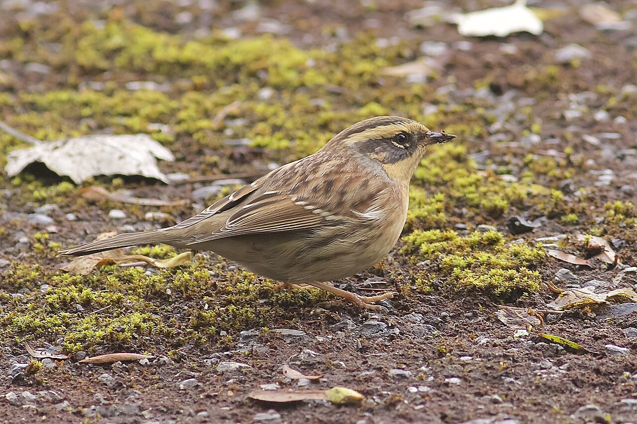 Bergheggenmus (Prunella montanella)