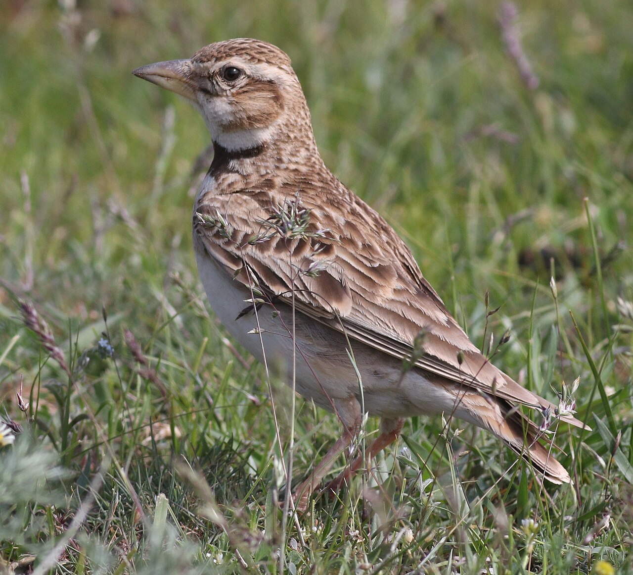 Bergkalanderleeuwerik (Melanocorypha bimaculata)