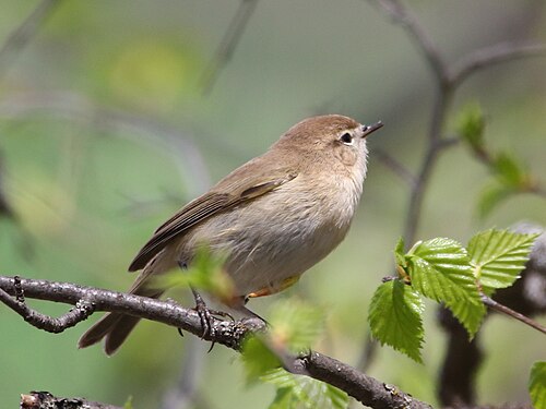 Bergzilpzalp (Phylloscopus sindianus)