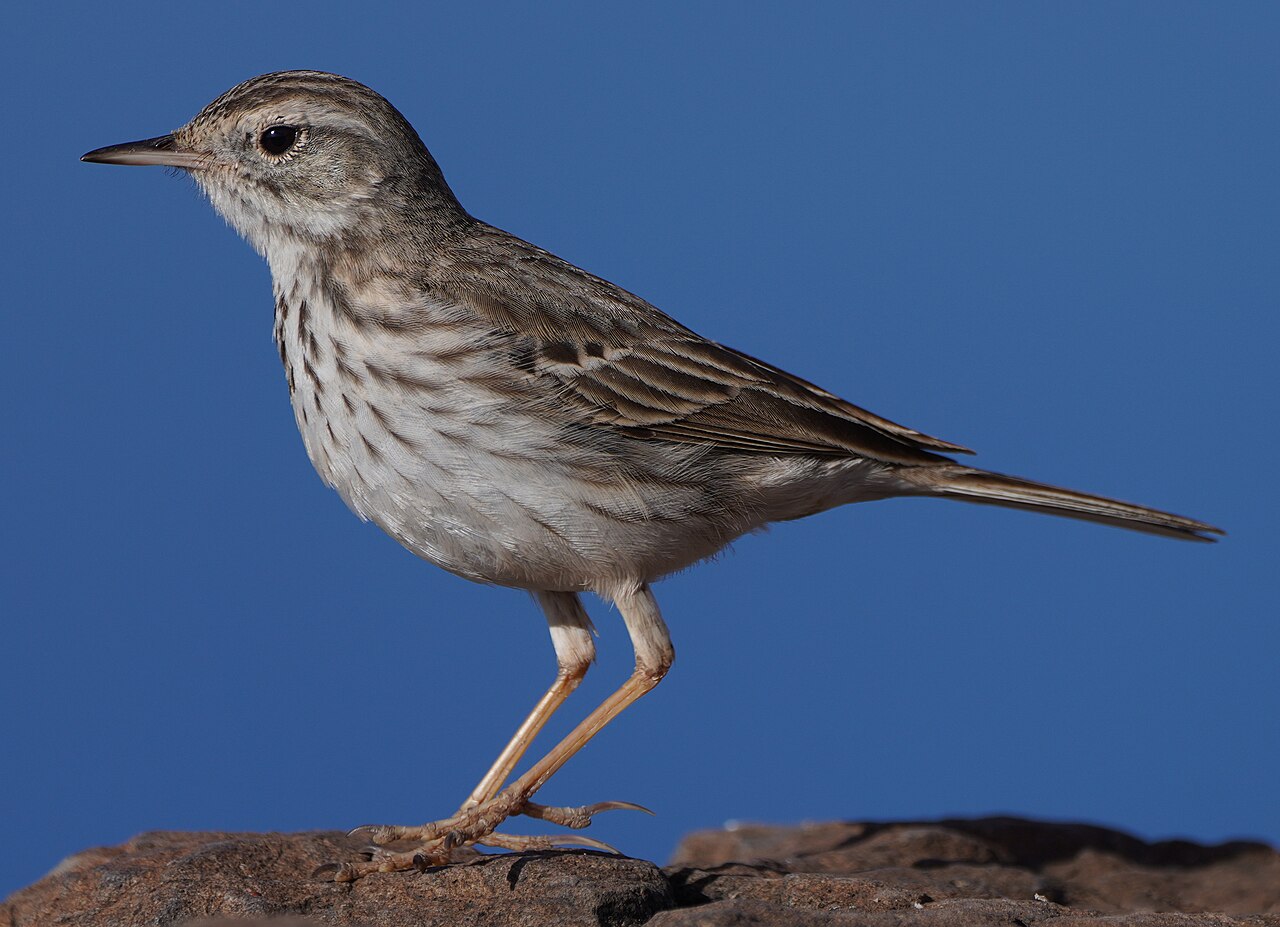 Berthelots pieper (Anthus berthelotii)