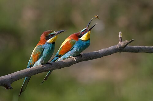 Bienenfresser (Merops apiaster)