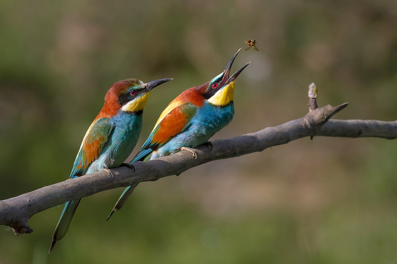 Bijeneter (Merops apiaster)